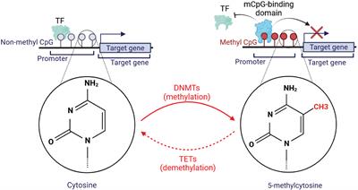 Functional significance of DNA methylation: epigenetic insights into Sjögren’s syndrome